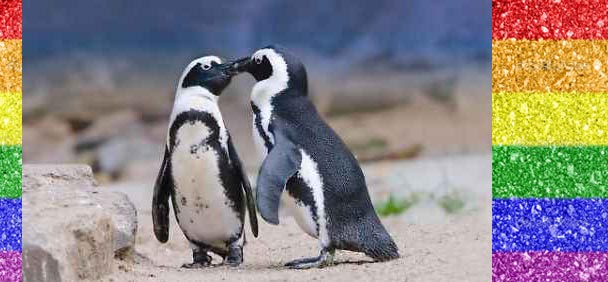 Casal gay de pinguins adota filhote rejeitado por fêmea